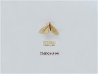 藏品(燈蛾29)的圖片